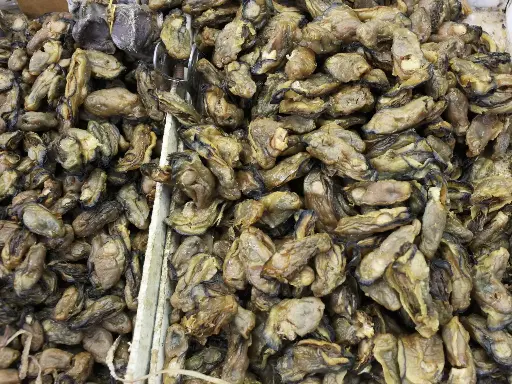 Dried Oysters (蠔豉)